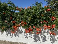 ...Wanderung Rocha da Pena (8)