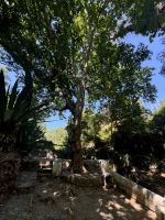 Kurort Monchique (1)