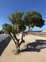 Küstenwanerung Carvoveiro (3)