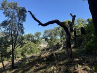 ...im Monchique-Gebirge (4)