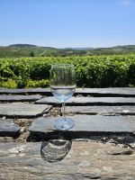 Besuch Weingut (5).jpg