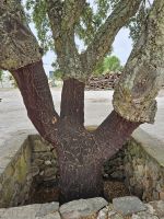 2024- in der Korkeichenfabrik (2).jpg