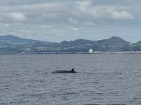 Whale Watching Tour (5)