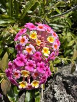 Wanderung auf Pico (2)