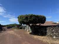 Wanderung auf Pico (7)