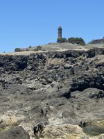 ...im Capelinho Gebiet (2)