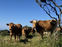 ...im Capelinho Gebiet (20)