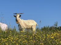 ...im Capelinho Gebiet (21)