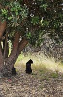 aufmerksamer Mitbewohner in der Bungalow Anlage Cantinho das Buganvilias