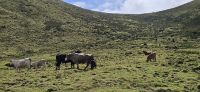 Kühe in der Caldeira von Corvo