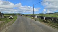 Terceira, fruchtbares Hochland mit Viehweiden
