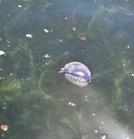 Portugiesische GALEERE am Porto Alfonso