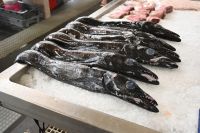 2. Tag - Madeira aktiv erleben - Funchal - Markthalle (6)