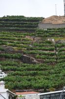 4. Tag - Madeira aktiv erleben - Camara de Lobos (3)