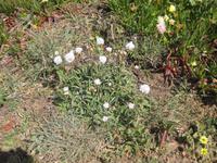 Steinnelke am Cabo da Roca