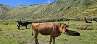 Corvo, Kühe in der Caldeira