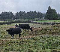 Terceira, Stierweide