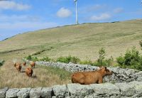 Graciosa, Kühe auf der Weide
