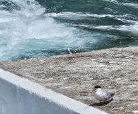 Graciosa, junge Seeschwalbe