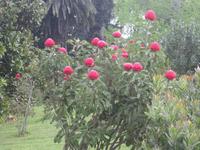 Protheas in Blandy's Garden (Palheiro Gardens)