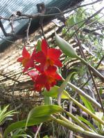 Orchideengarten - 