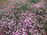 Im Botanischen Garten von Funchal