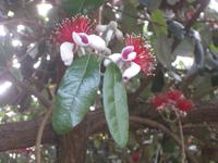 Im Botanischen Garten von Funchal