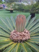 Im Botanischen Garten von Funchal