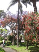 Im Stadtpark von Funchal
