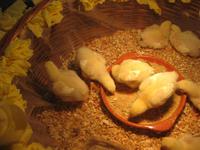 Die Osterküken sind gewachsen