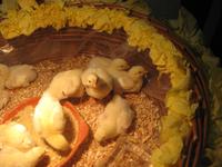 Die Osterküken sind gewachsen