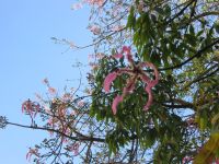 Farbtupfer unterm azurblauen Himmel