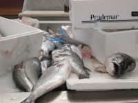 Aveiro: Fischmarkt