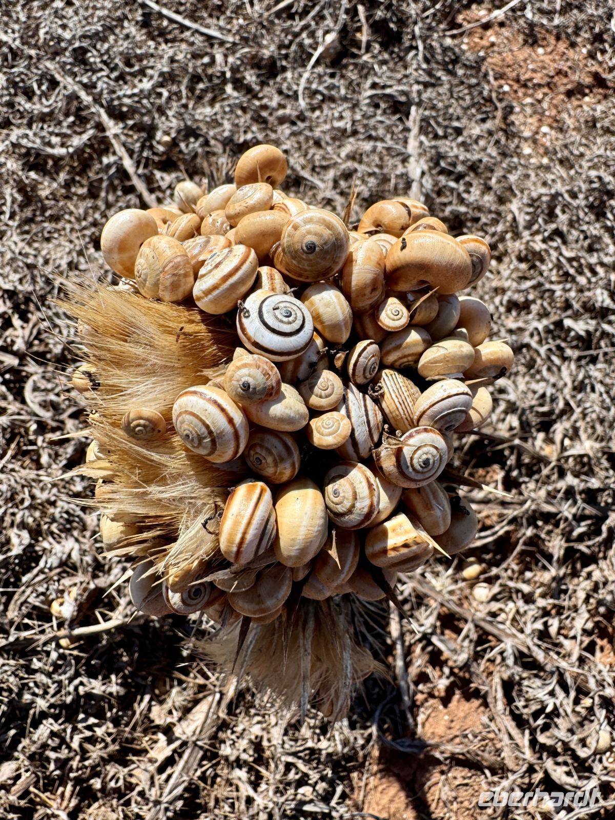 Tag 2 - Schnecken überall