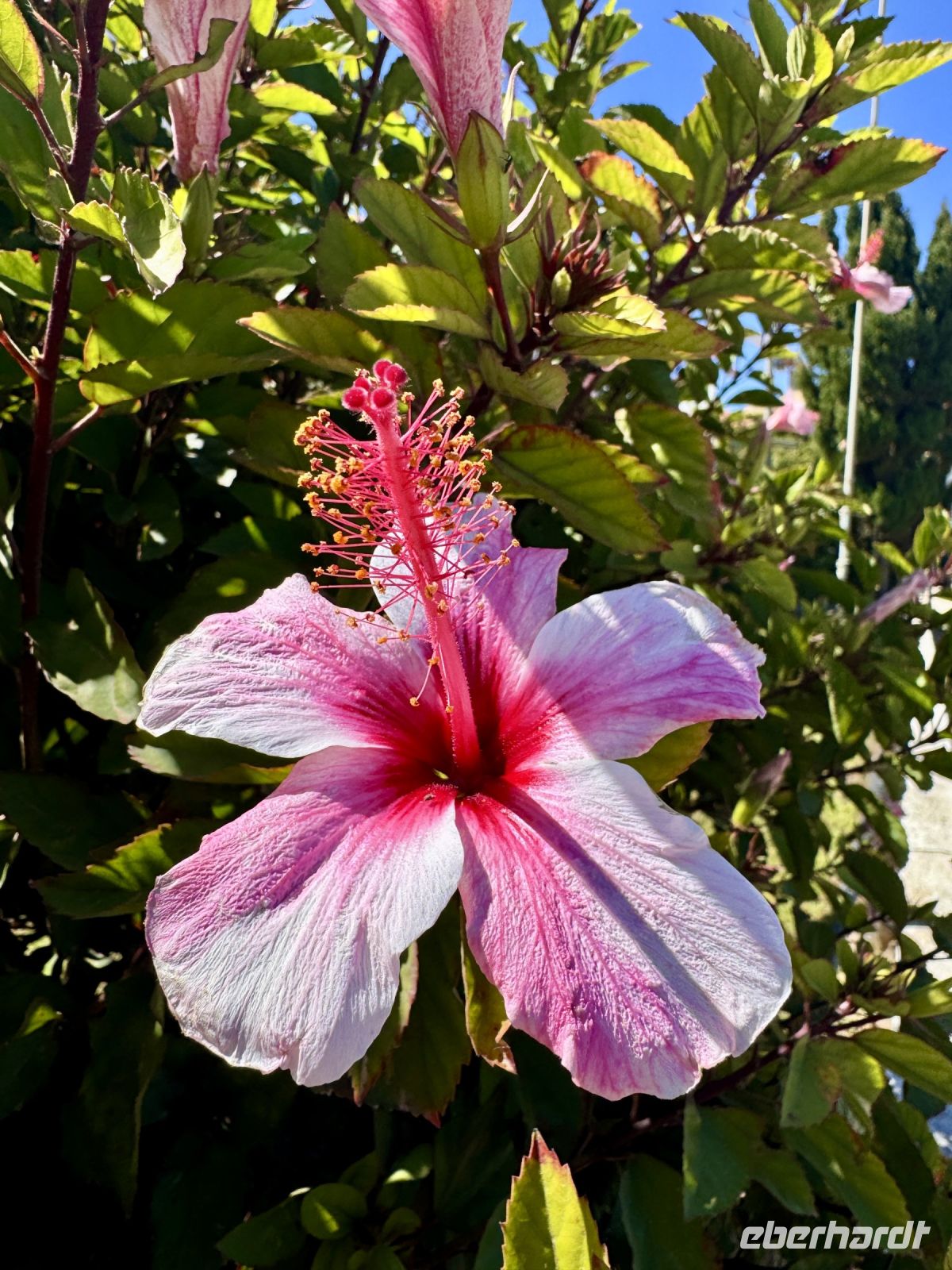 Tag 2 - Hibiskus 