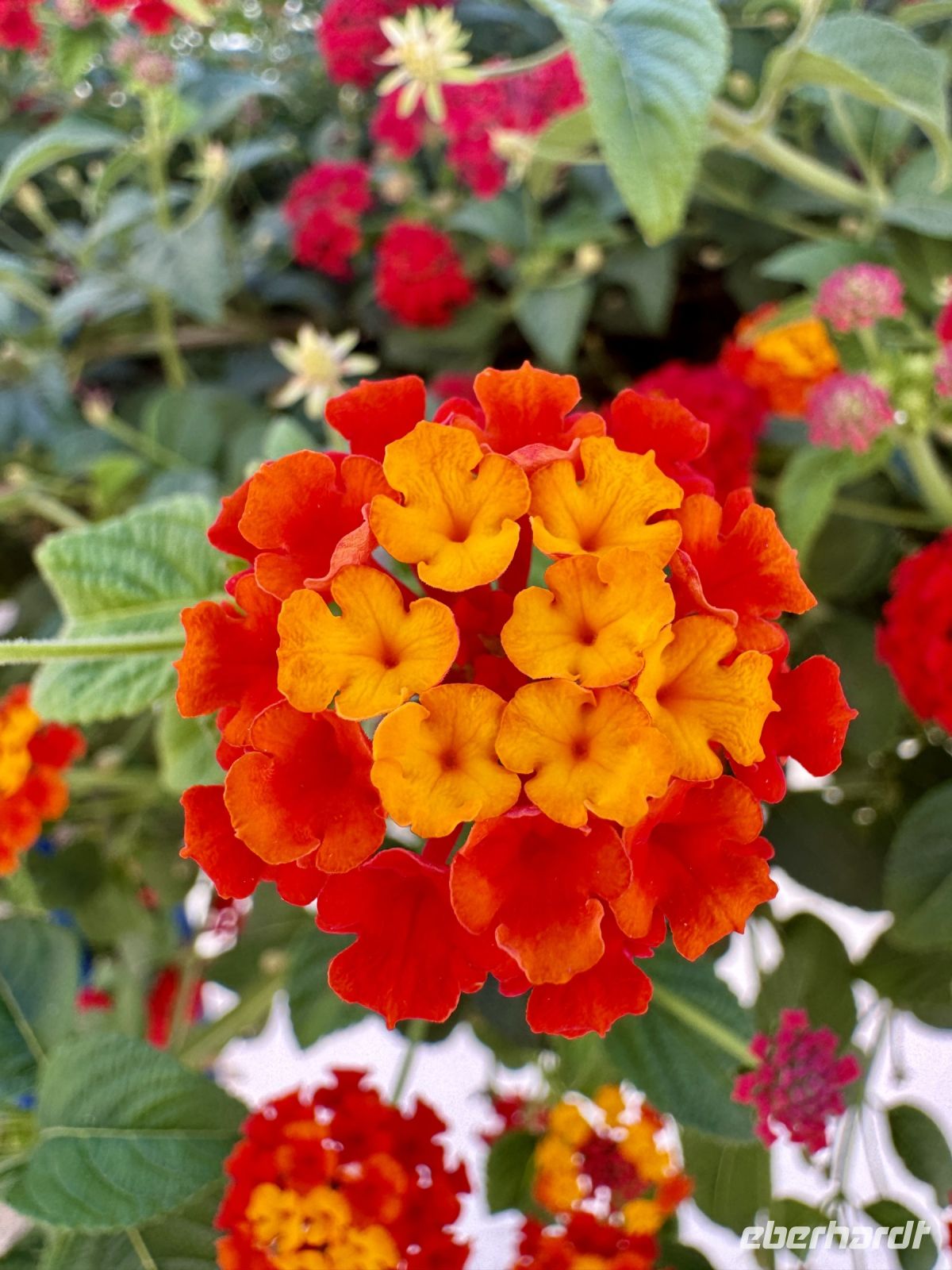 Tag 3 - Wandelröschen