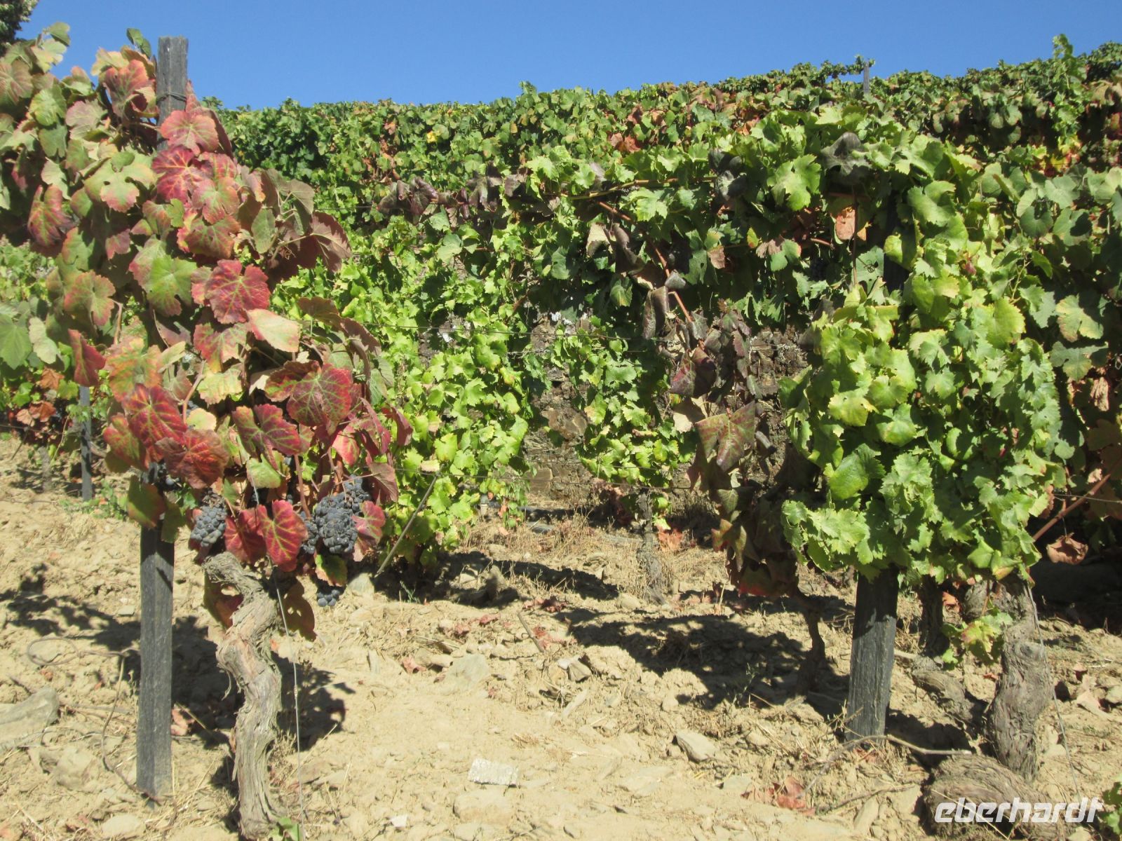 der September ist der Erntemonat