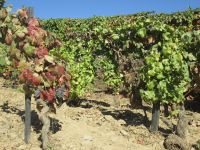 der September ist der Erntemonat