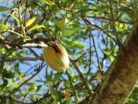 Castelo Rodrigo: Mandelbaum