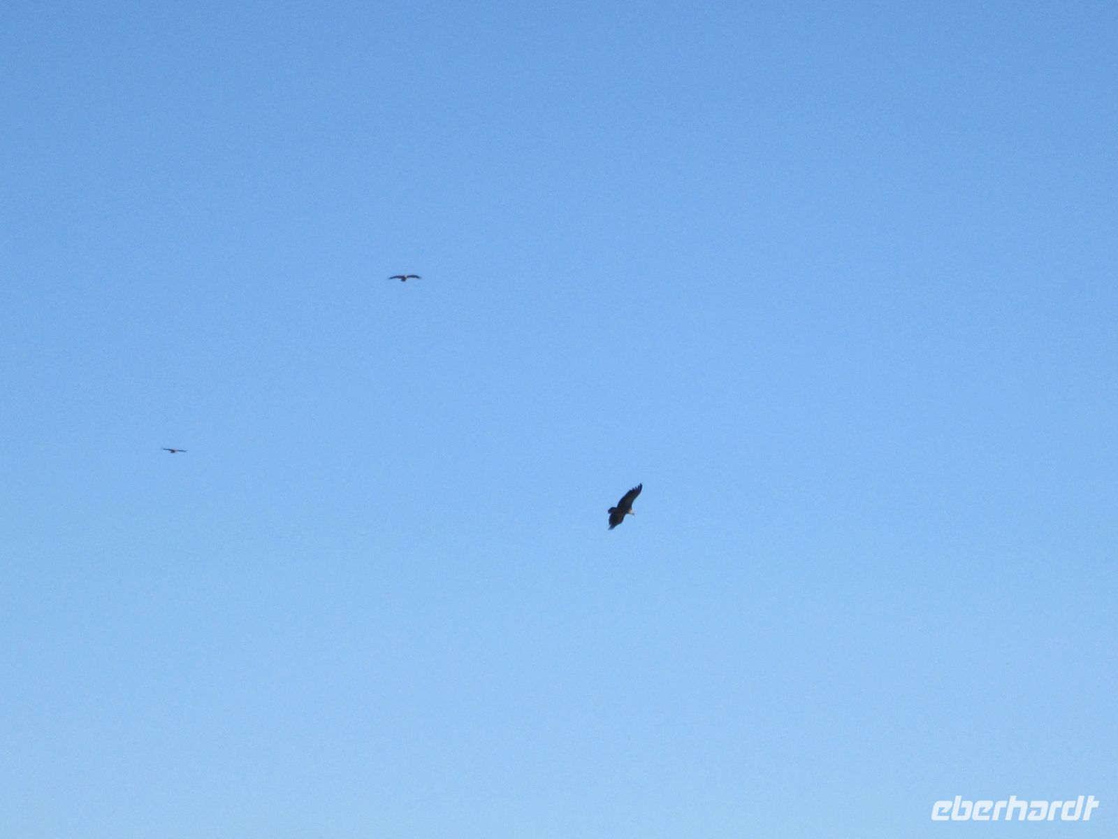 man muss schon genau hinschauen: Bartgeier