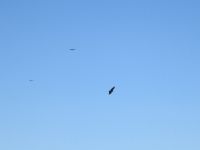 man muss schon genau hinschauen: Bartgeier