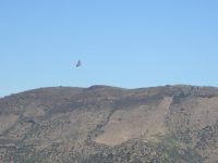 ein Geier, aber welcher ?