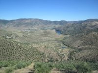 Olivenbäume wohin man schaut