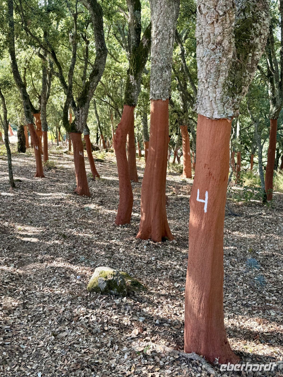 Tag 6 - Frisch geschälte Korkeichen