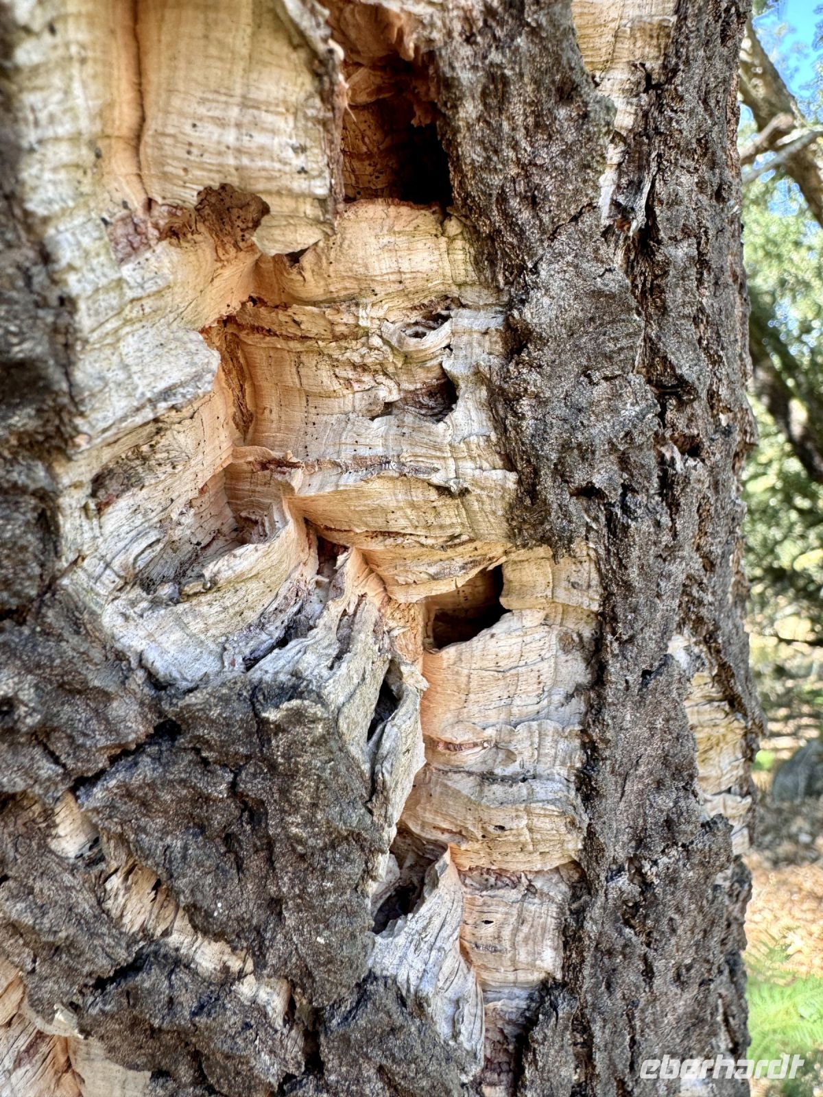 Tag 6 - Korkeiche