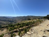 Besuch eines Weingutes (1)