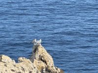 Cabo Sao Vicente (4)