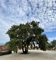 Azaruja - Korkeichenfabrik