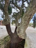 Azaruja - Korkeichenfabrik