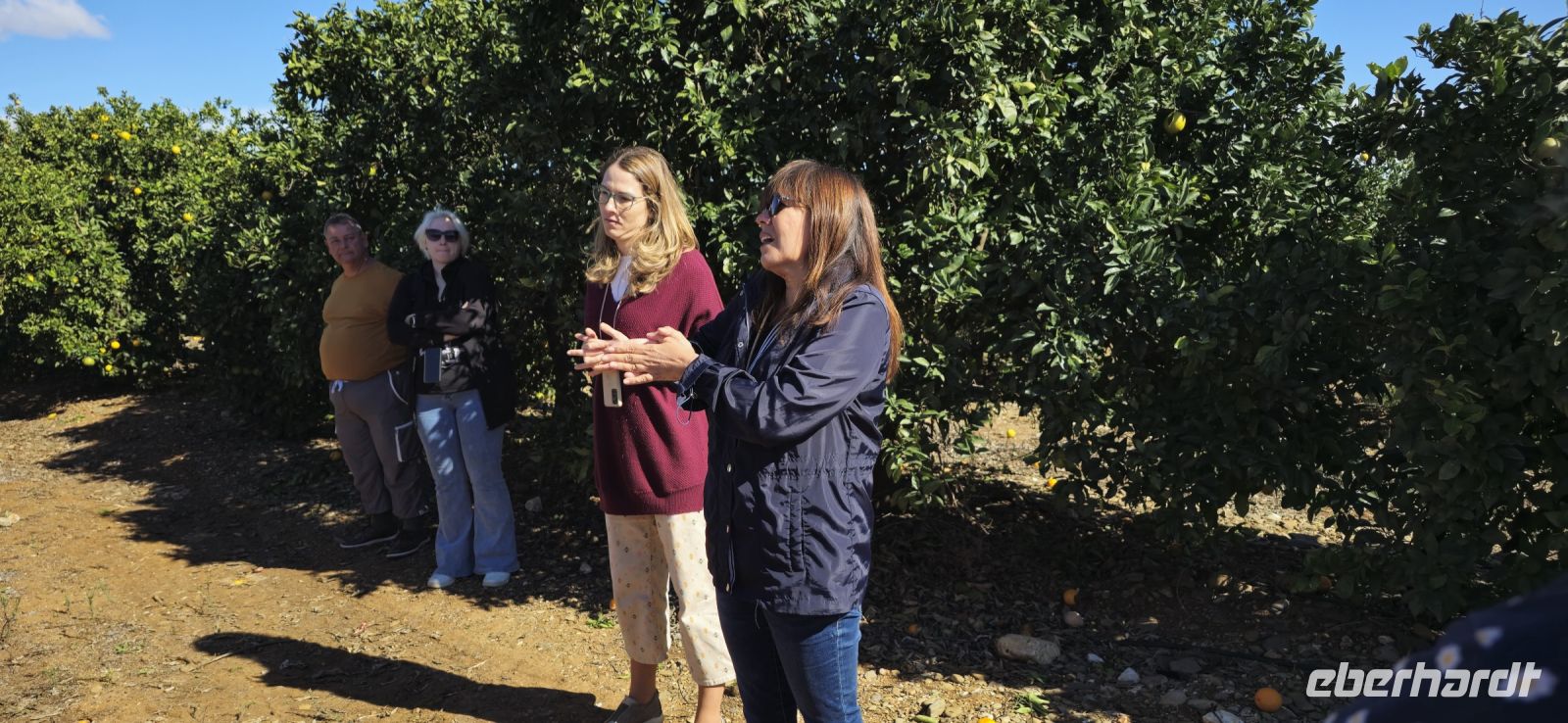 Orangenplantage von Maras Familie